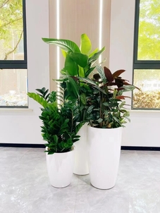 惊叹！海曙花卉出租服务好到超乎想象！